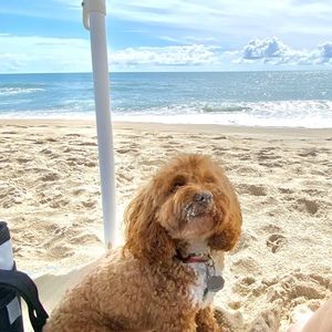 Meet your Posher, Ann